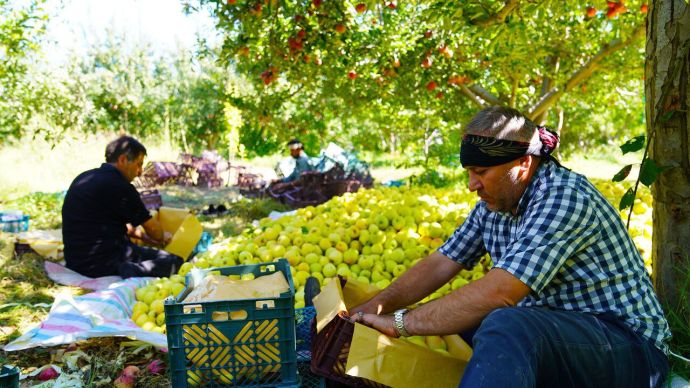 💠 آذربيجان الغربية تتصدر إنتاج التفاح في إيران