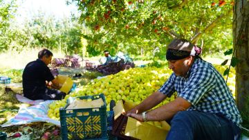 💠 آذربيجان الغربية تتصدر إنتاج التفاح في إيران